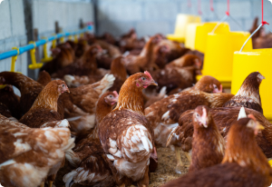 Cage Free 1