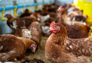 Cage Free 2
