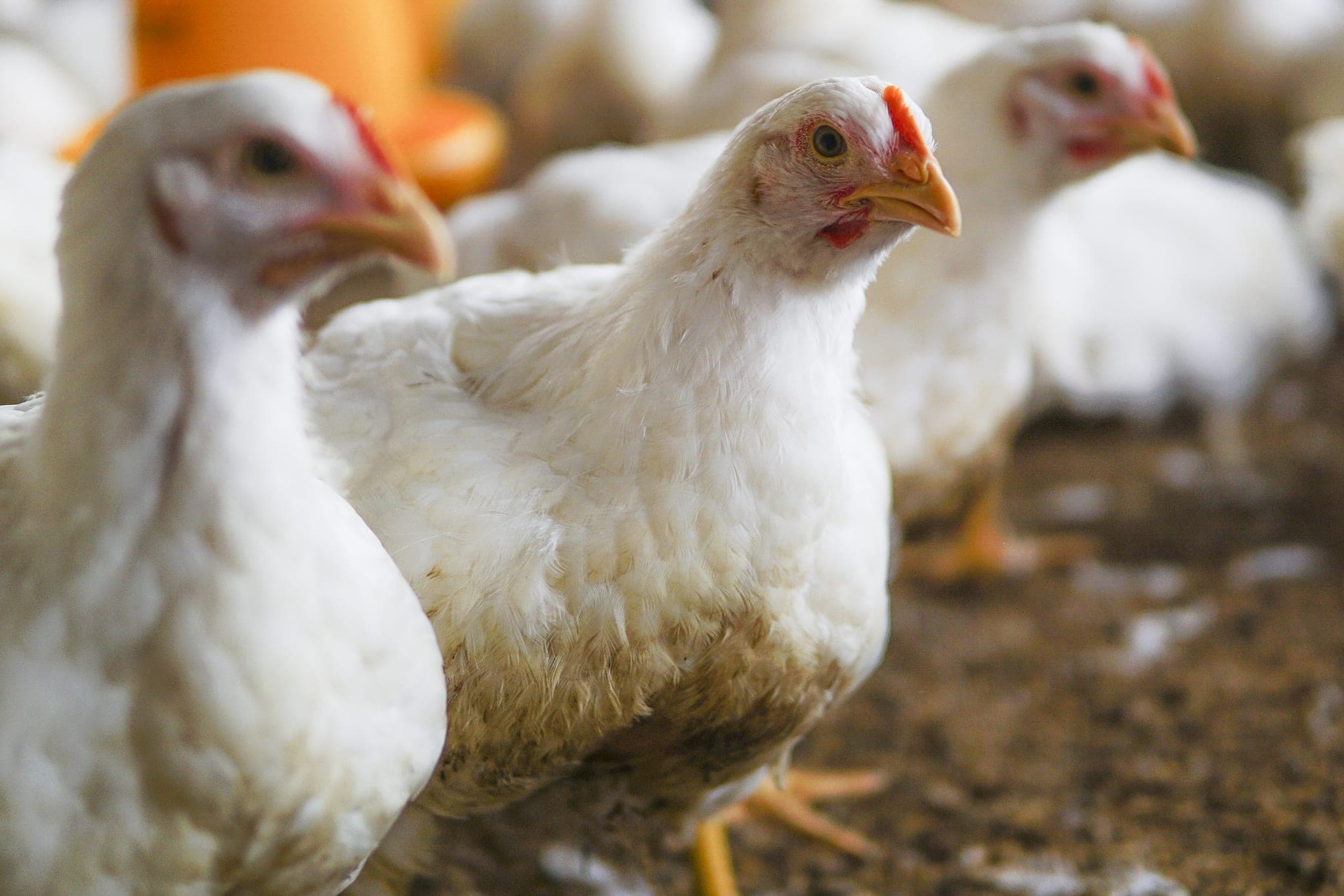 Peternakan ayam mitra distribusi Kayam