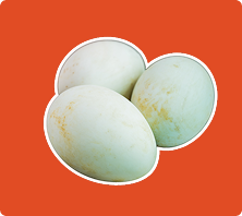Telur Bebek Mentah Hijau